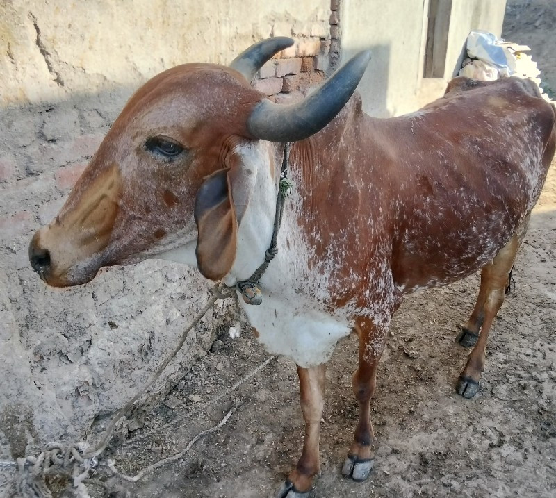 રવિગોલતર