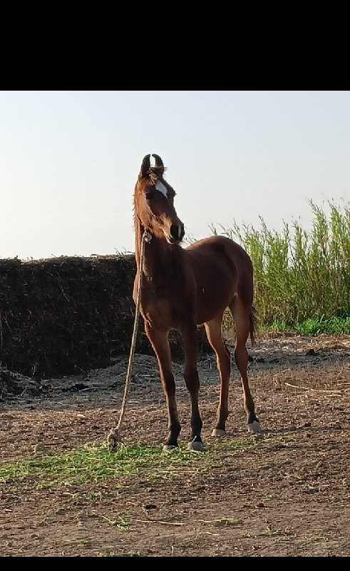 વછેરી