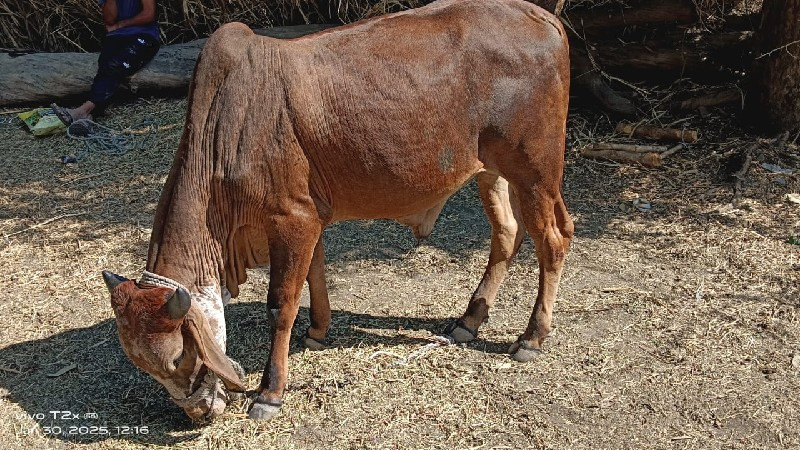 આવો ગોઢલો લેવા...