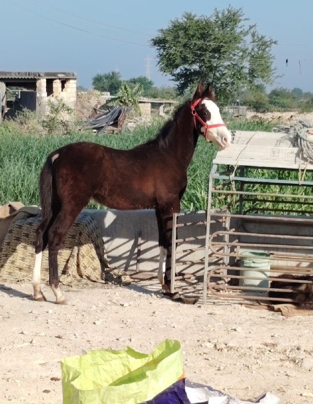 વછેરો વેંચવા નો...