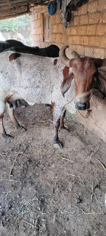 ગાય કાબરી બેમયન...