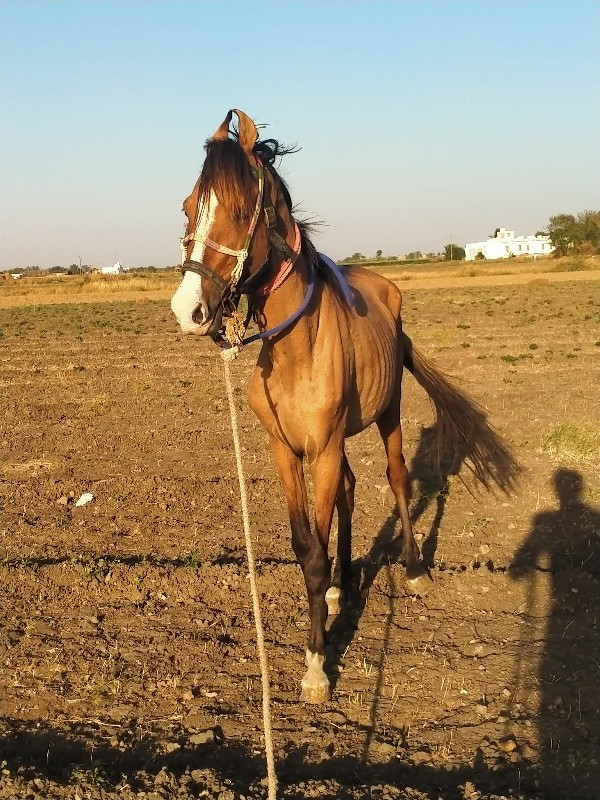 ઓળો વેસવાનો સે...