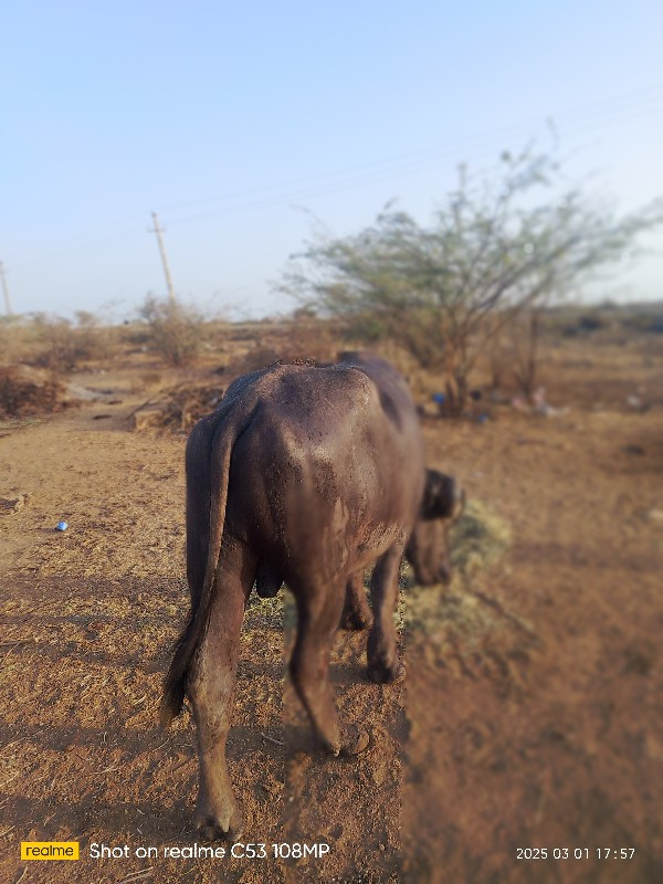 આ પાડો વેચવાનો...