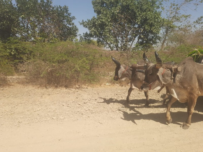 ગોડલા વેચવાના છ...