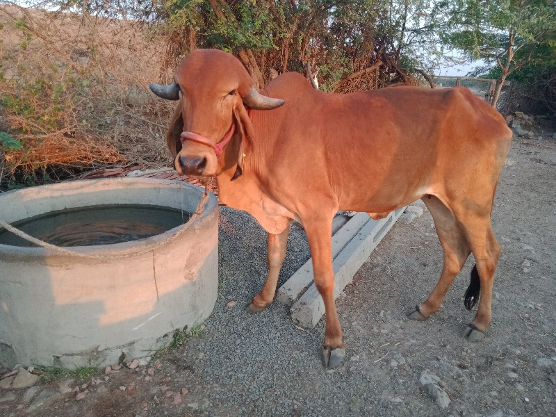 ઓરીજનલ ગીર ગાય