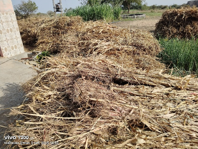 જુવારની સાર વેસ...