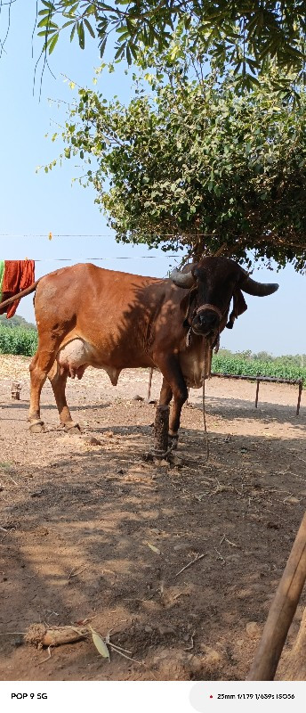 ગાય વેચવાની છે...