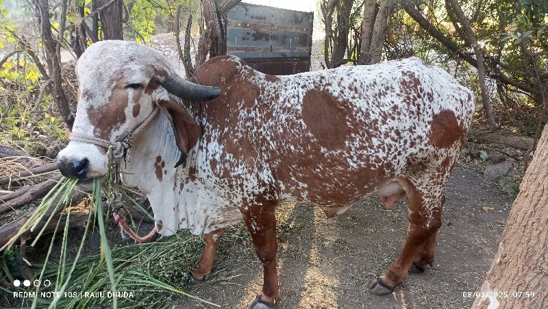 કિમત ૧ લાખ પુરા