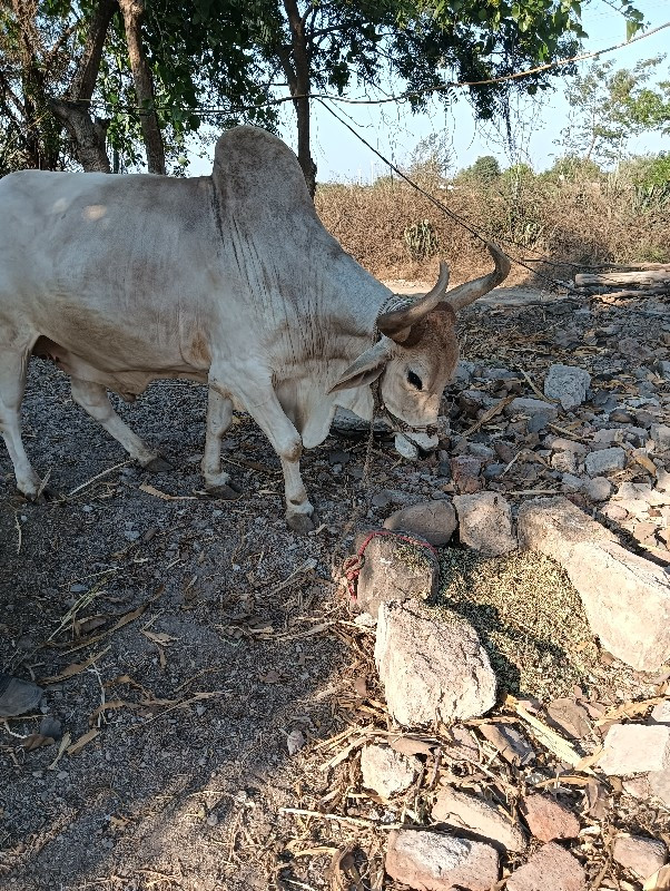 બળદ વેચવાનો છે