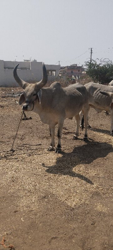 વાછડા વેચાવ