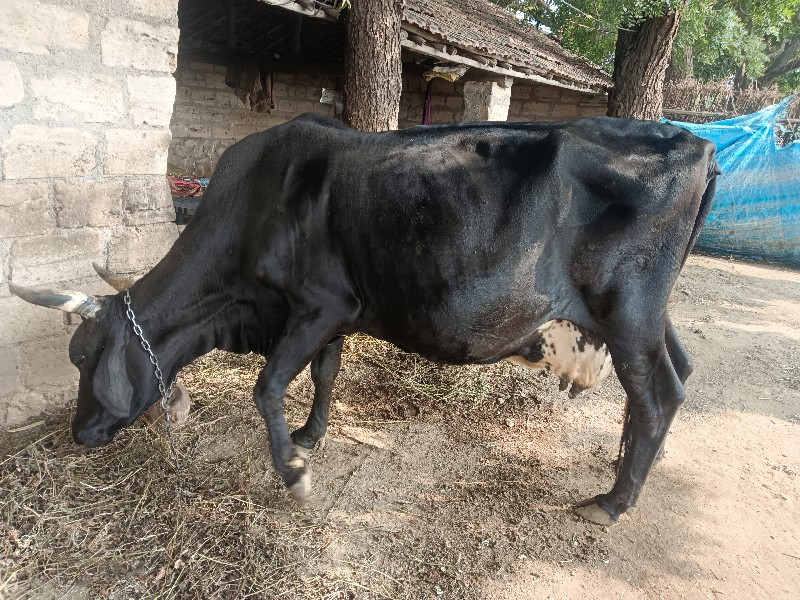 ગાય