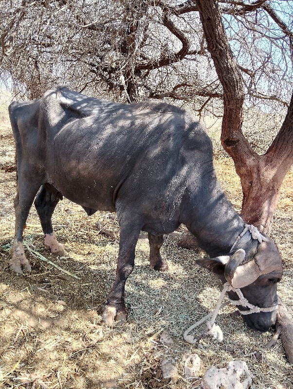 ભેંશ વેચવાની છે