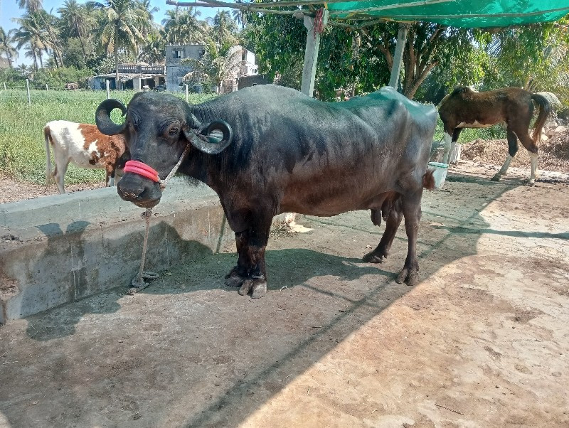 ભેંશ વેશવાની છે