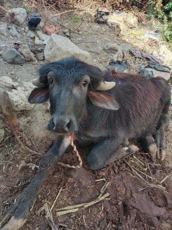 પાડો