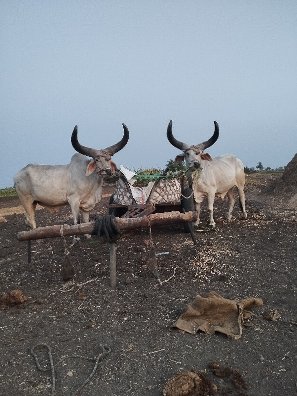 વઠીયારા બળદ વેચ...