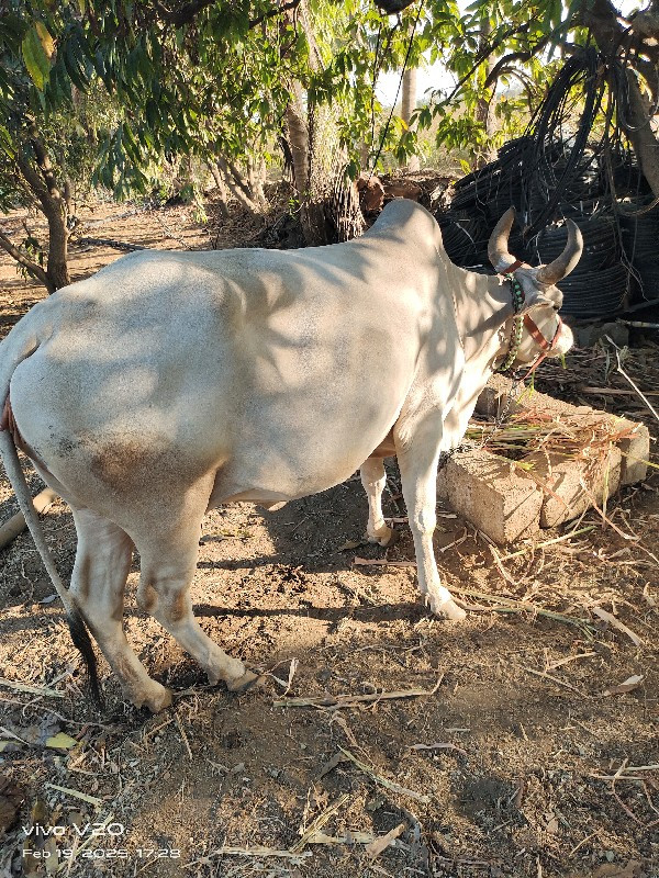 3 વેતર વ્યાસે