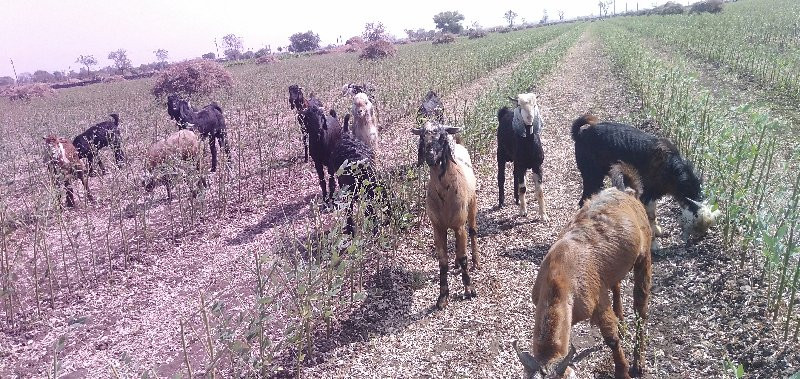 હા બકરા વેચવાના...