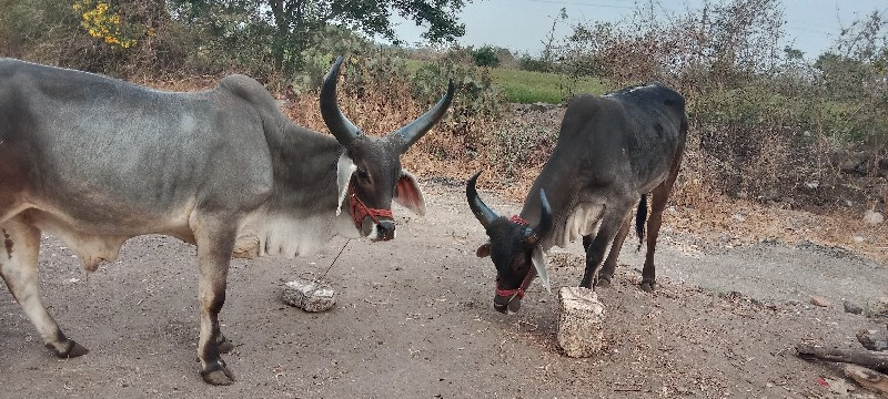 ગોઢલા વેચવાના છ...