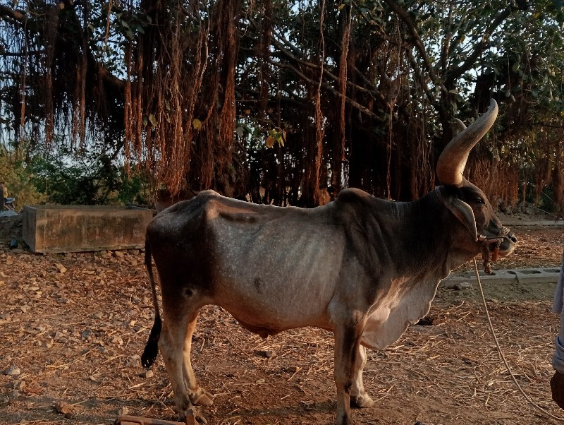 બળદ