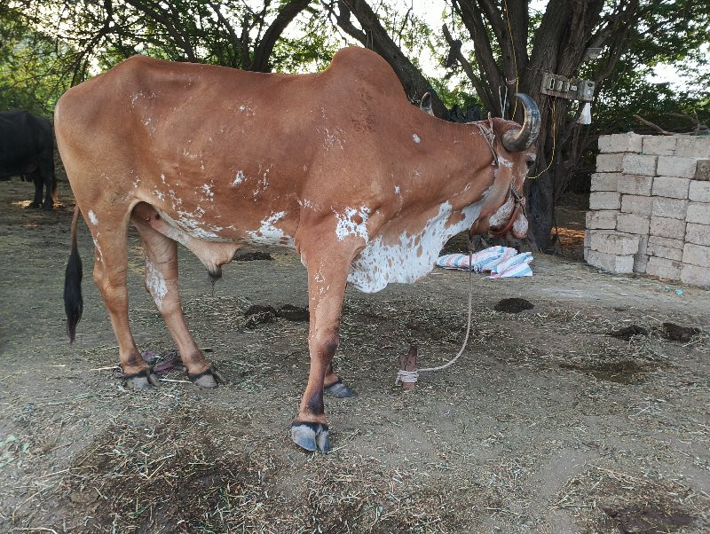 બળદ બેસવાનો છે