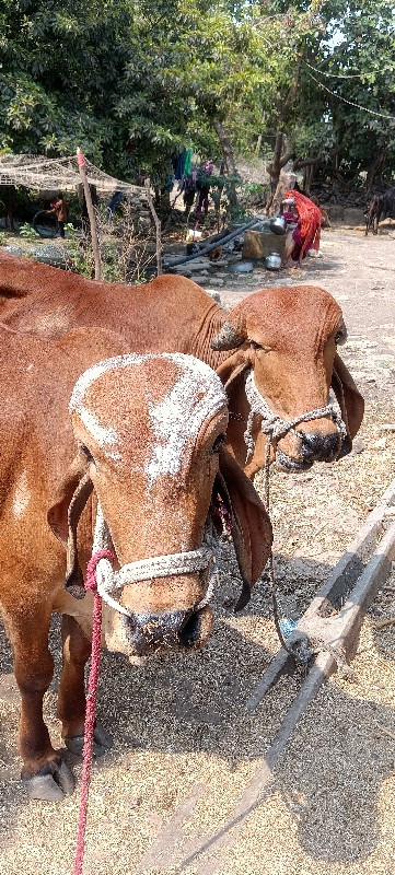 બળદ વેચવાના છે