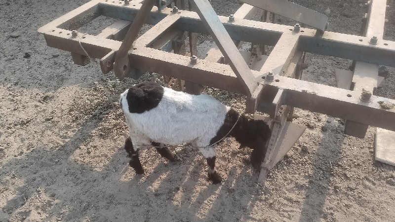 ઘેટું વેચવાનું...
