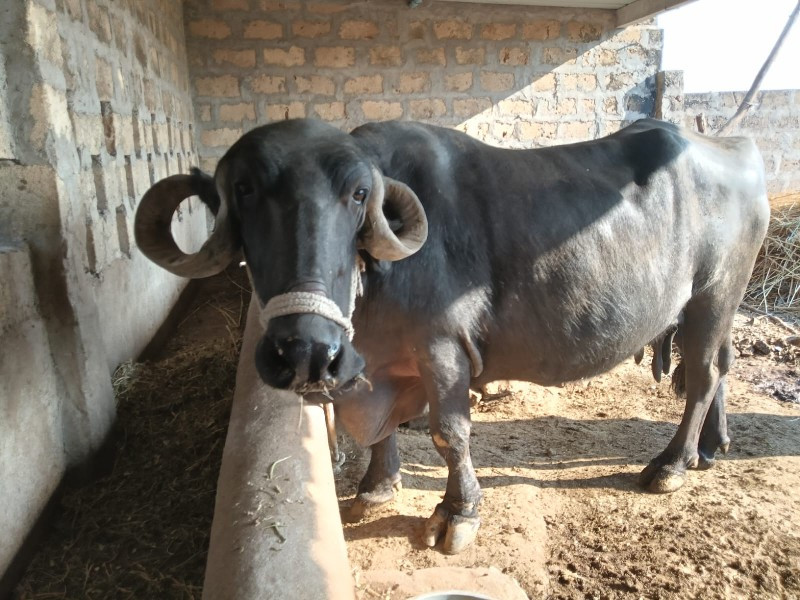 ભેંસ વેચવાની છે