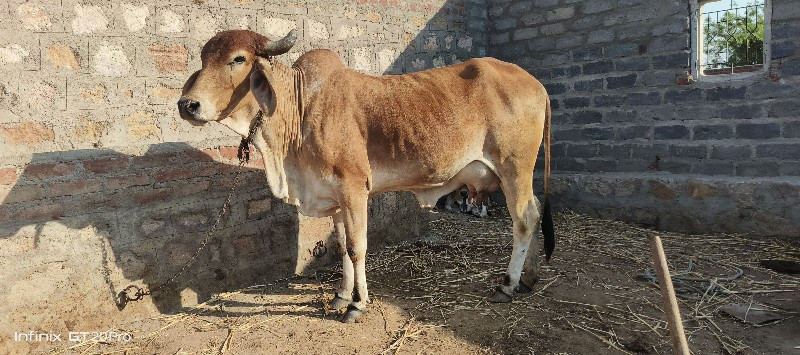 ગાય સાટે સારી પ...