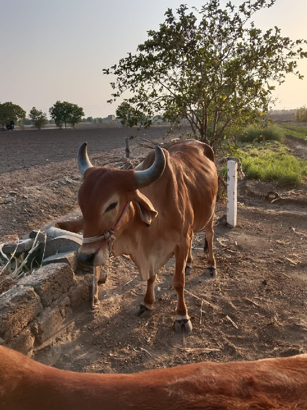 બળદ વેચવાનું છે