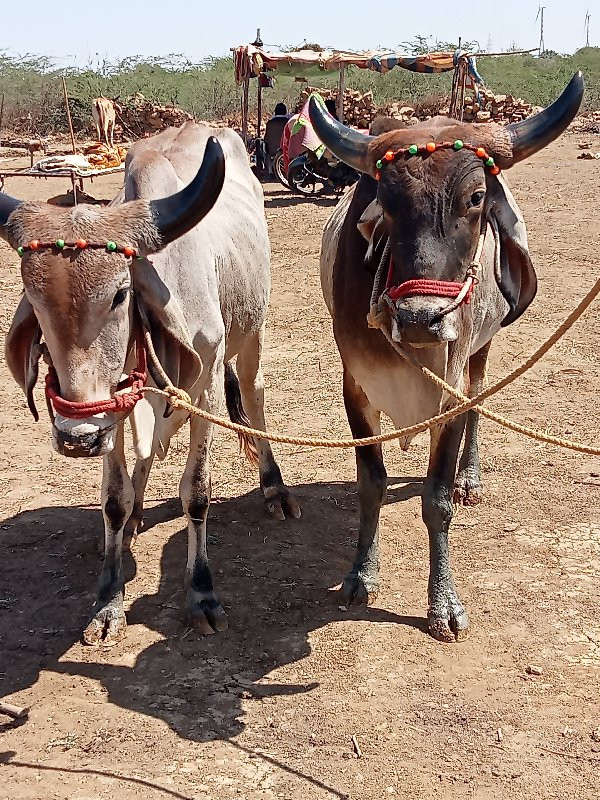 ગોંડલા વેશવાનાછ...