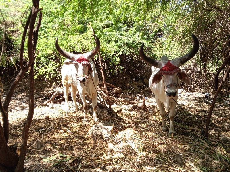 ગોઢલા વેચવાના છ...