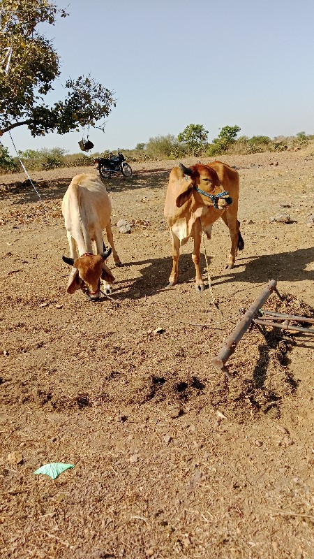 સુતારીયા ભંડારી...