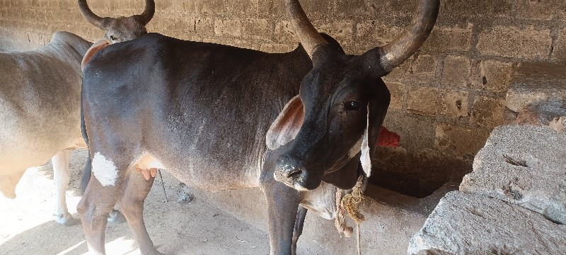 બેય ગાય વેચવાની...