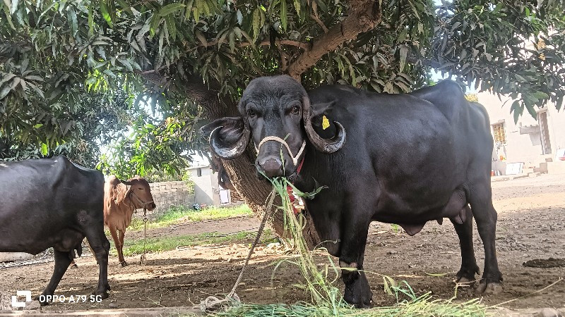 ભેંસ વેચવાની