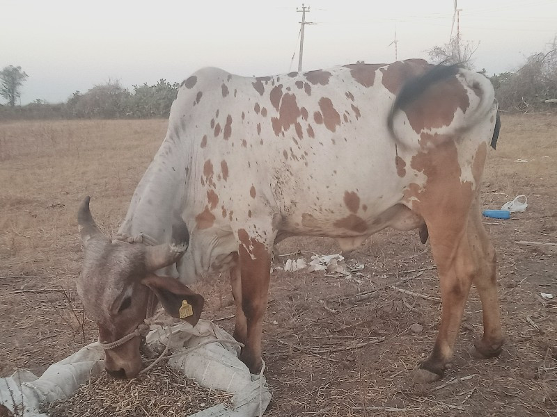 પેલું વેતર વેચવ...