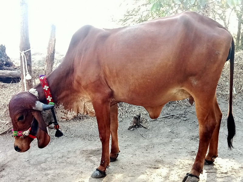ગાય બેસવાની છે