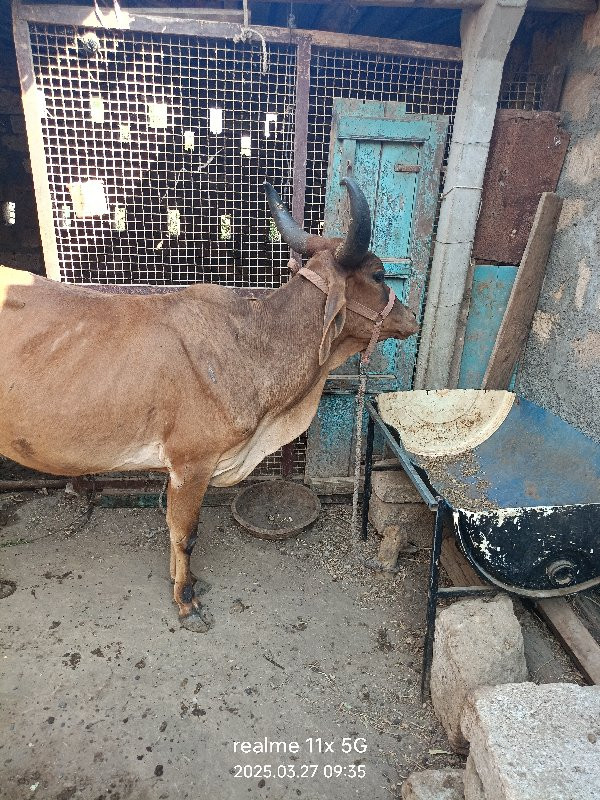 ગાય વેચવાની છે