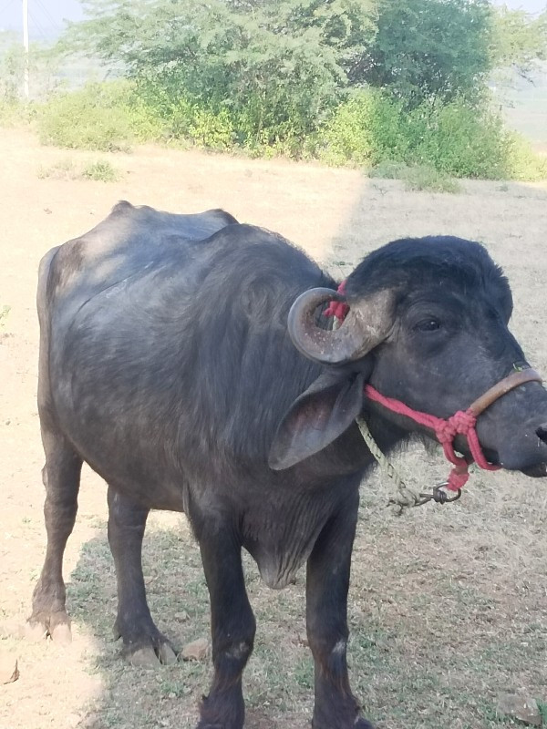 ખળેલી સામે હાટુ...