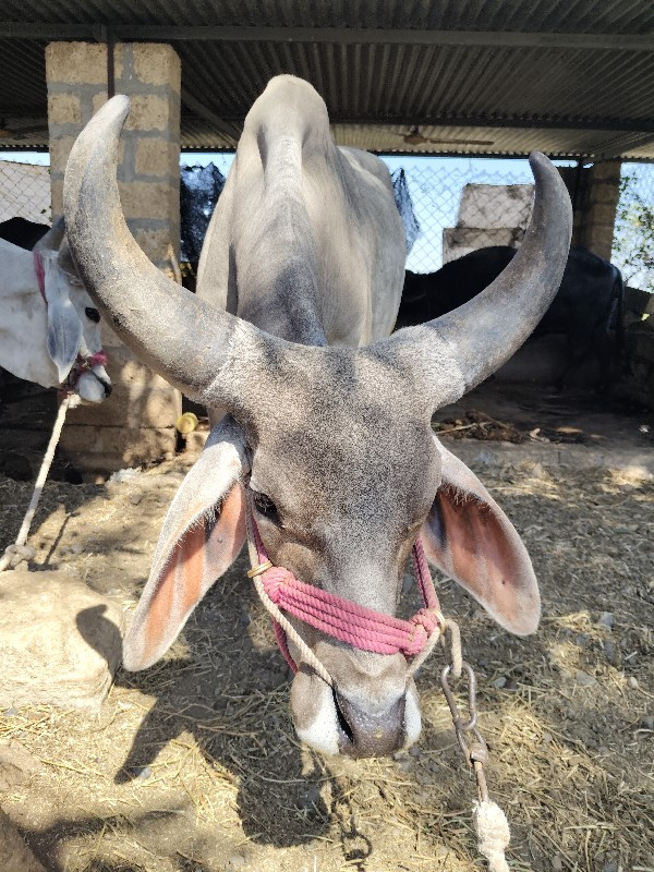 ખોખરડા જોવા મળશ...