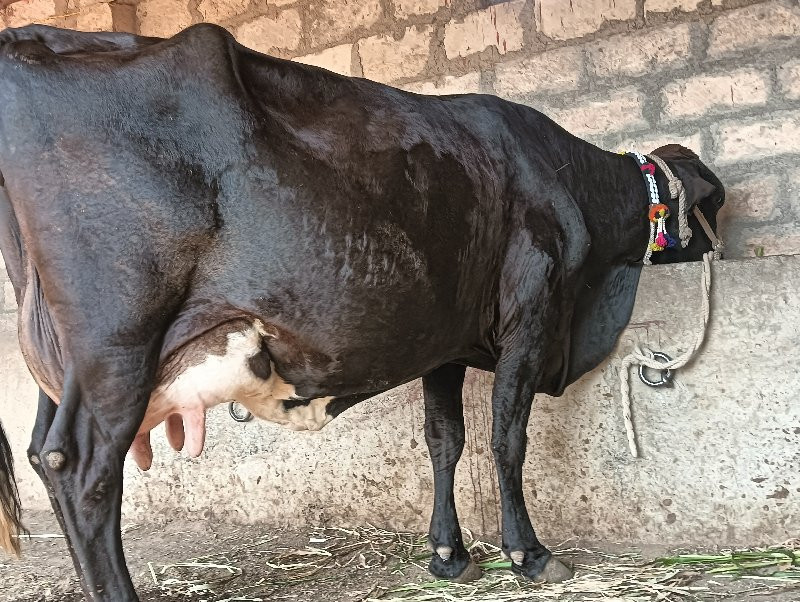 ગીર ક્રોસ ગાય વ...