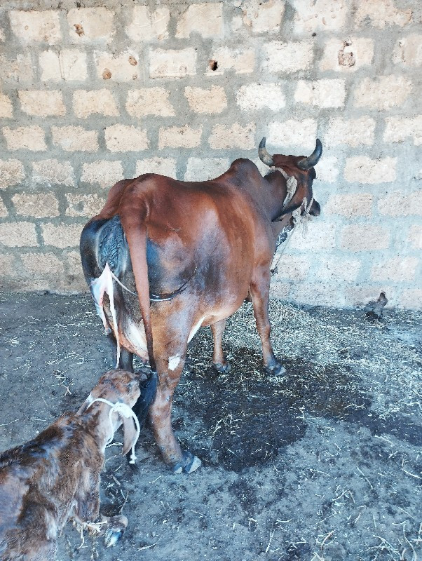 ગાય વૅચવાનીછૅ