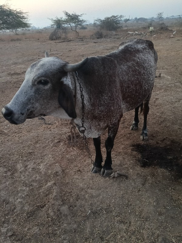 ગાય વેચવાનીછે