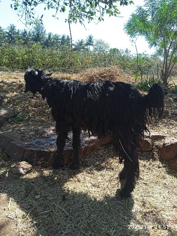 બકરો વેચવાનો છે