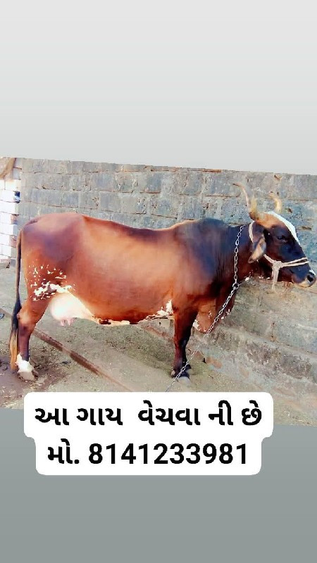 ગાય વેચવાની છે