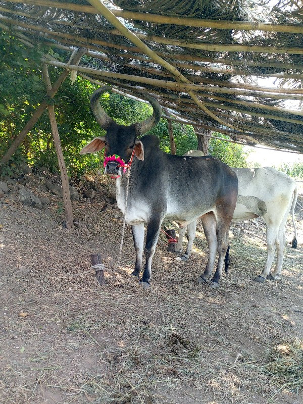 બરધ વેચવાના છે