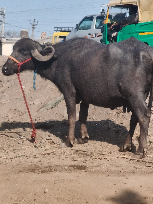 બીજા વેતર ની ખડ...