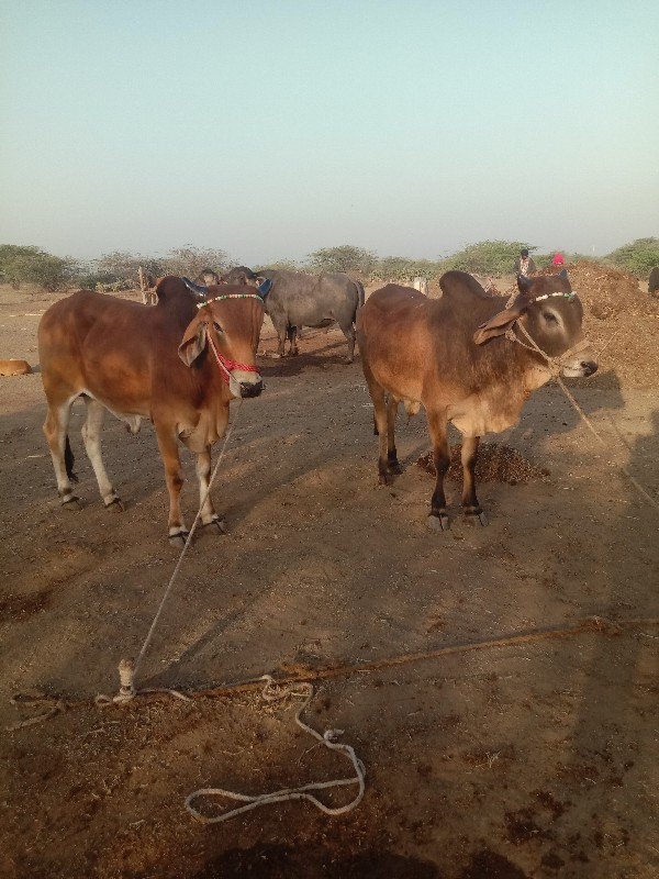 ચાર બારા ગામ