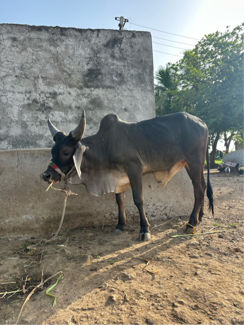 ગોધલા વેચ વાના...