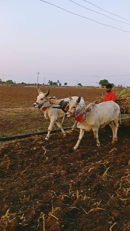 બળદ વેચવાના છે