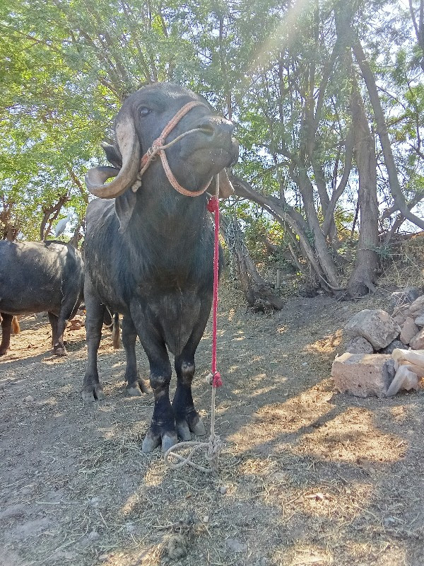 આ પાડો વેચવાનો...